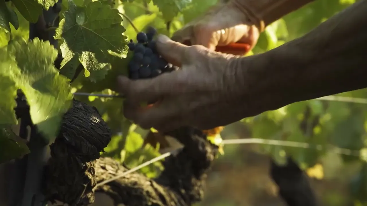 Video de De Diego Family Wines
