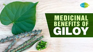 Medicinal benefits of Giloy | Masalon ki kahani | Saregama podcast