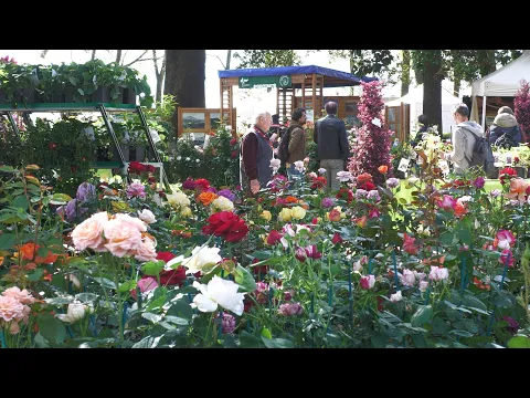 <span style="color:var(--accent)">Video:</span> VerdeMura 2026: a Lucca trionfa la rosa per la 17esima edizione della fiera del giardinaggio