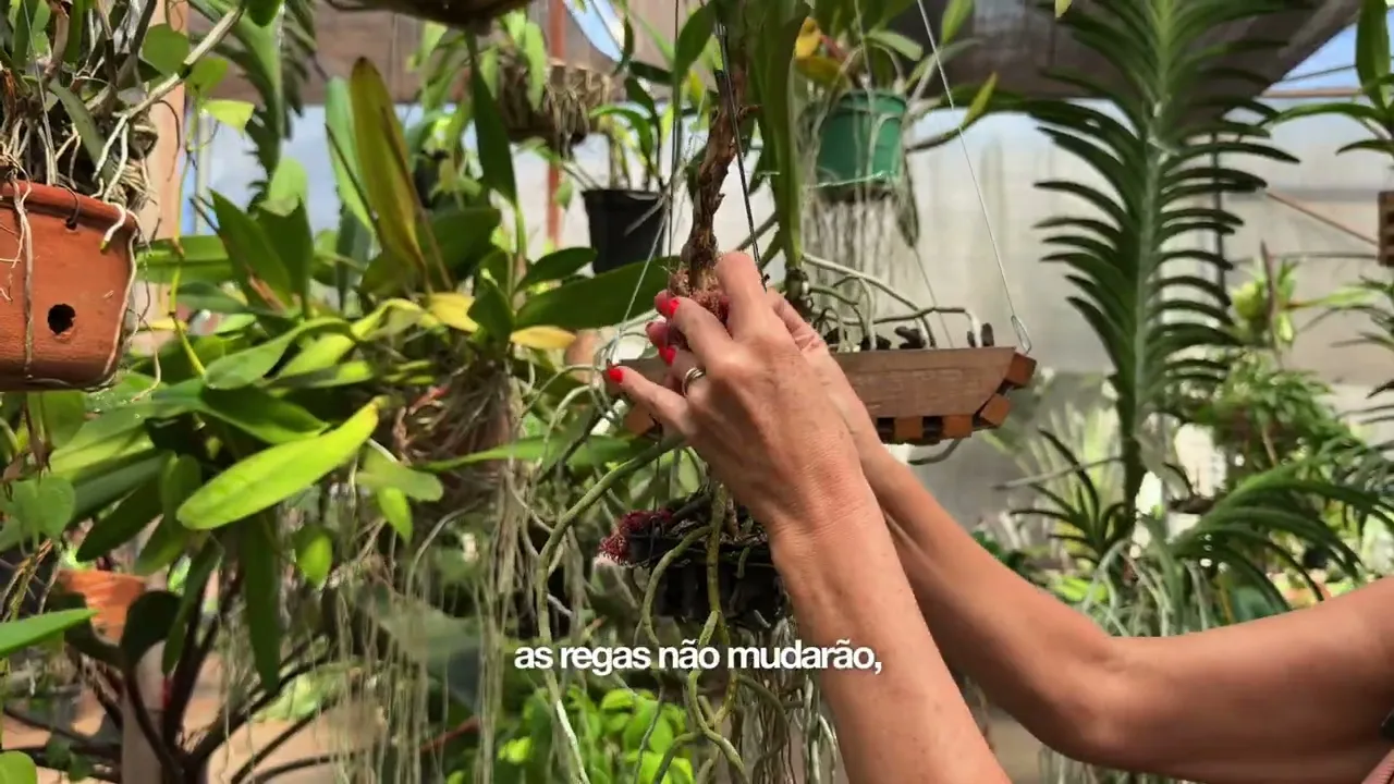 Video de Orquideomania
