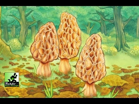 Rahdo Runs Through►►► Morels