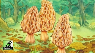 Rahdo Runs Through►►► Morels