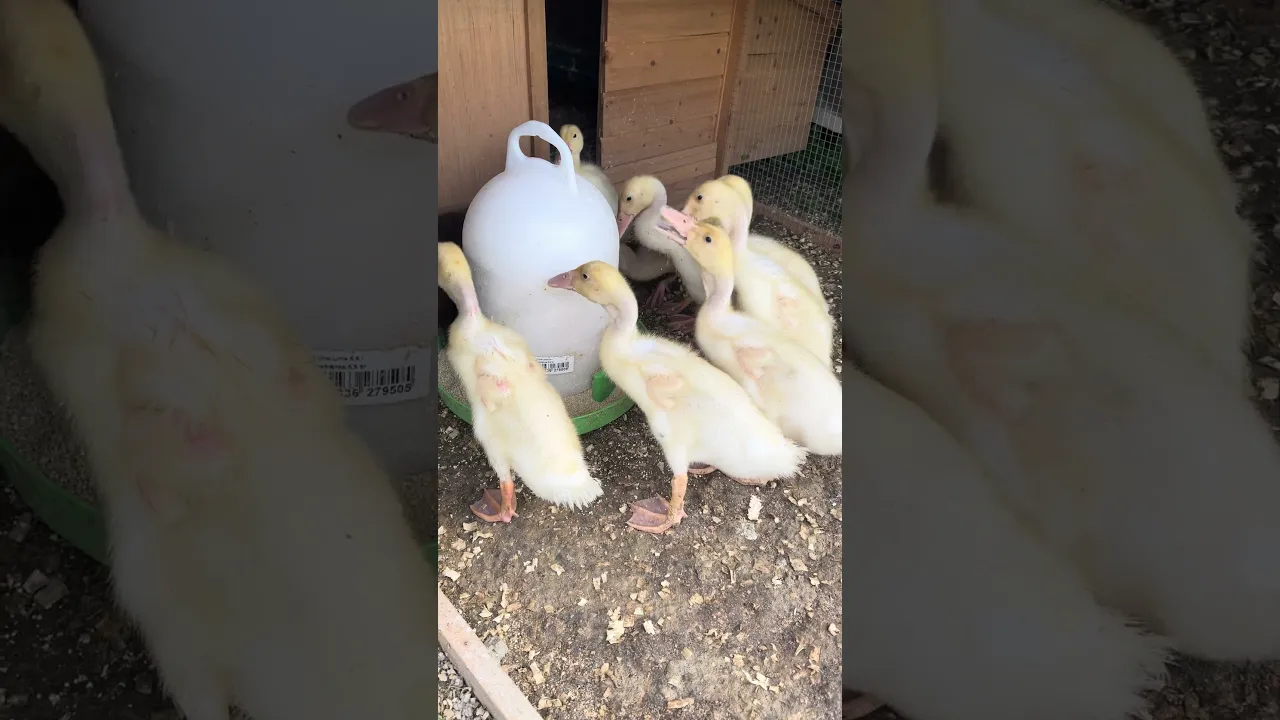 "Feeding Frenzy: Indian Runner Ducks Enjoying Their Meal! 🦆🍴"