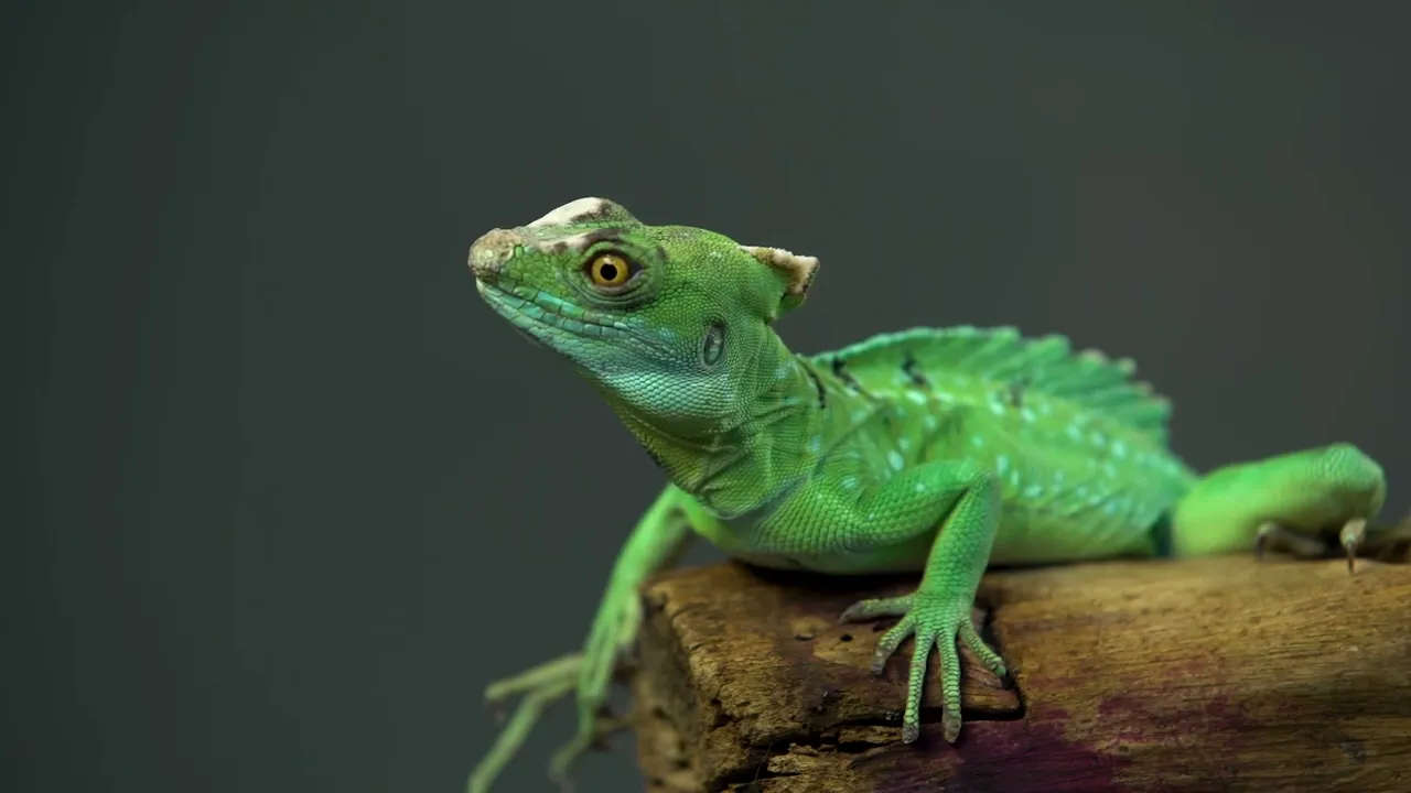 Video de Somos Labco