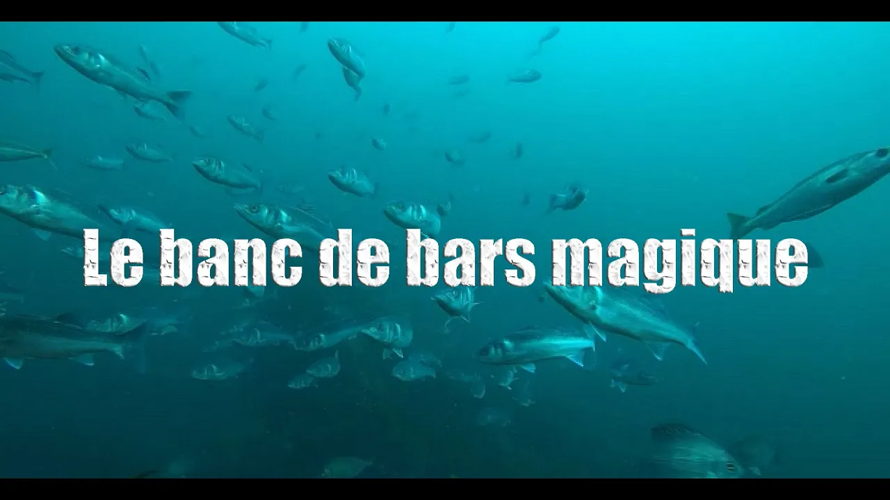 Vignette de la vidéo