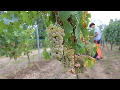 De la vigne à la bouteille : un jus de raisin mulhousien