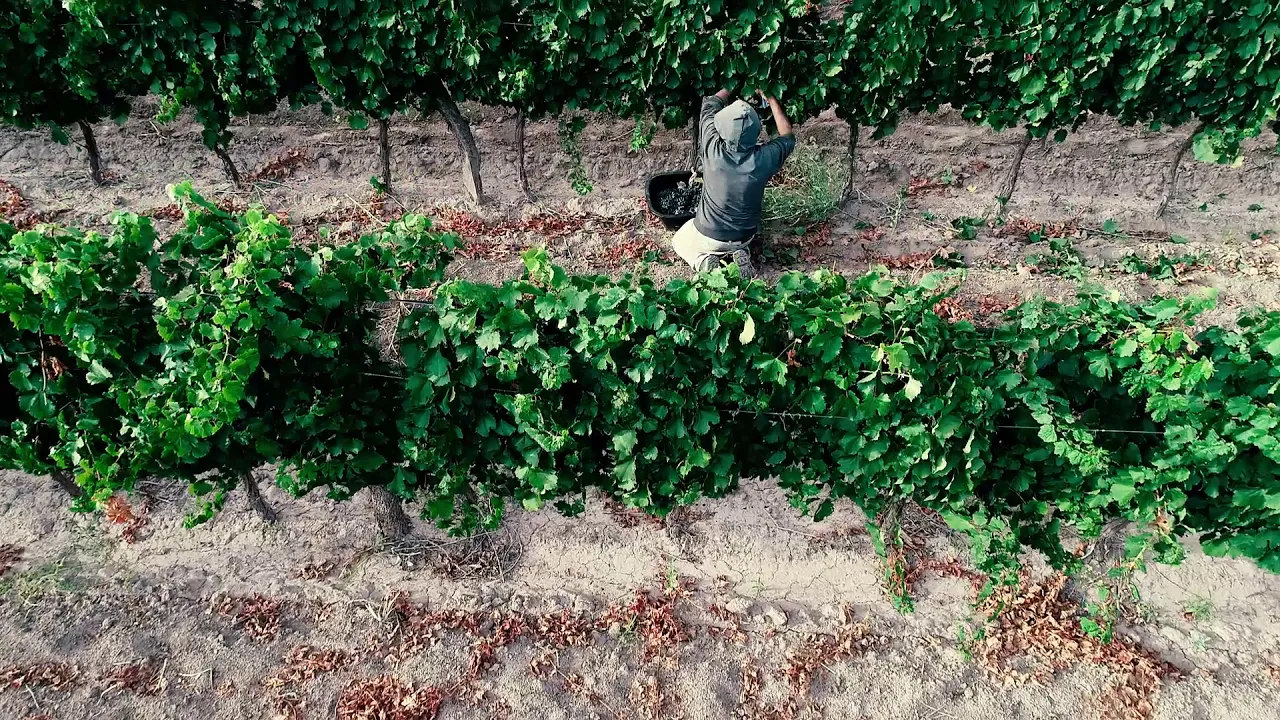 Video de Bodega Jorge Rubio | Tienda Online de Vinos