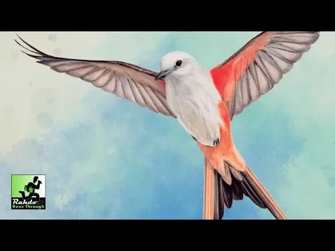Rahdo Runs Through Wingspan Gameplay
