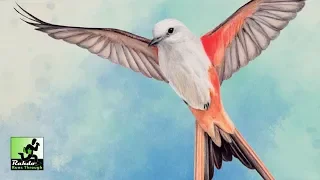 Rahdo Runs Through Wingspan Gameplay