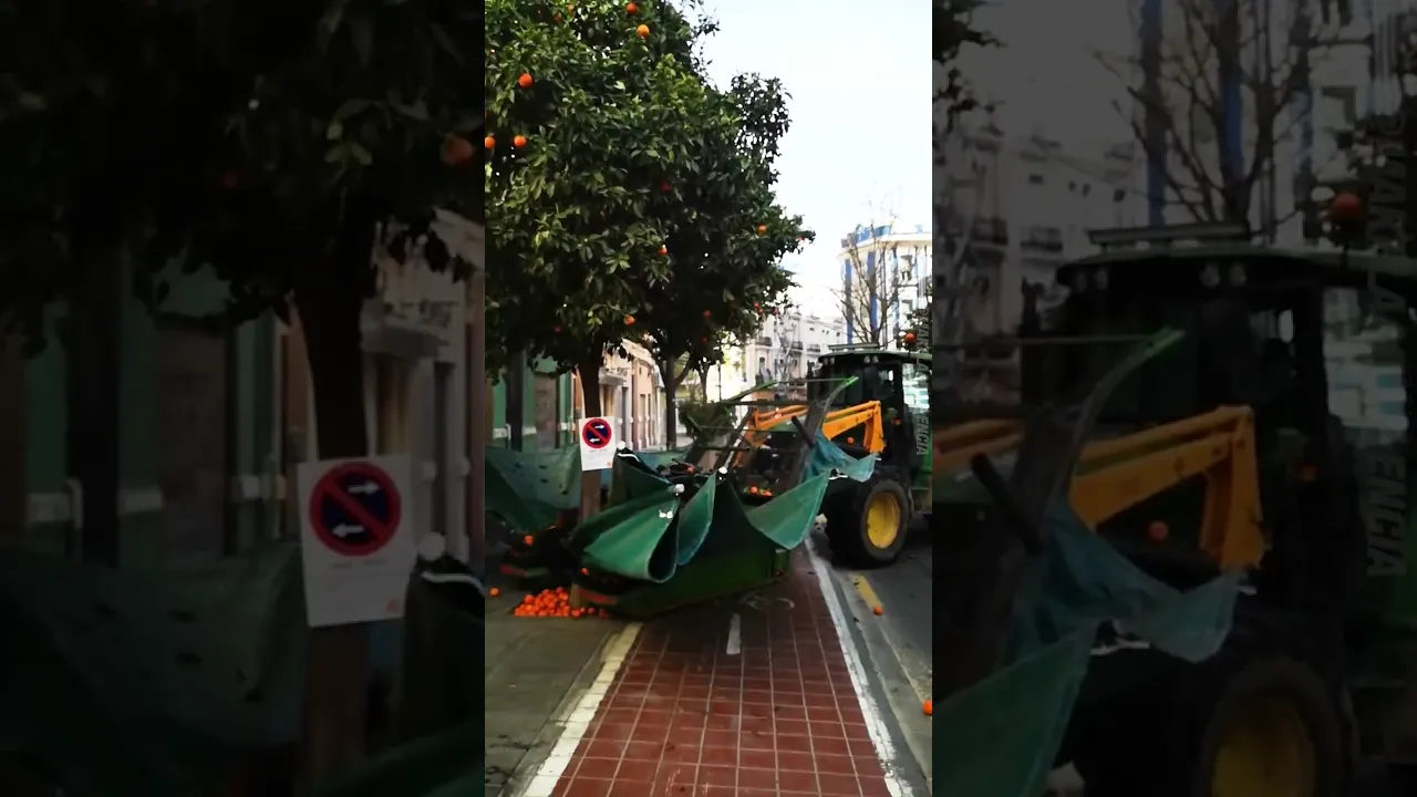 Incredible Machine Shakes Oranges From Trees 😍