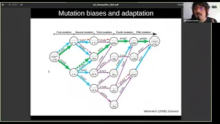 SEEM 2021 03 12 A. Couce: "Evolutionary consequences of biased mutation rates"