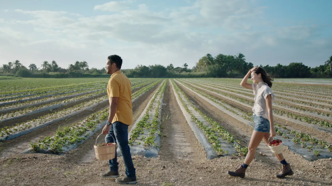 la tierra roja: Campo de Miami