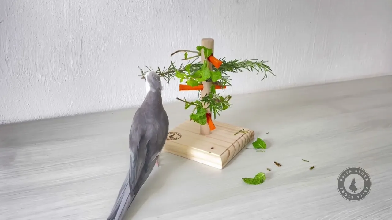 Video de Psita Store