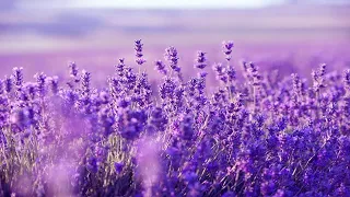 Purple Flowers: Beautiful Harp Music For Deep Sleep