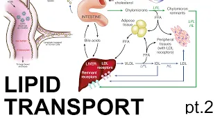 Lipid Transport (pt. 2)