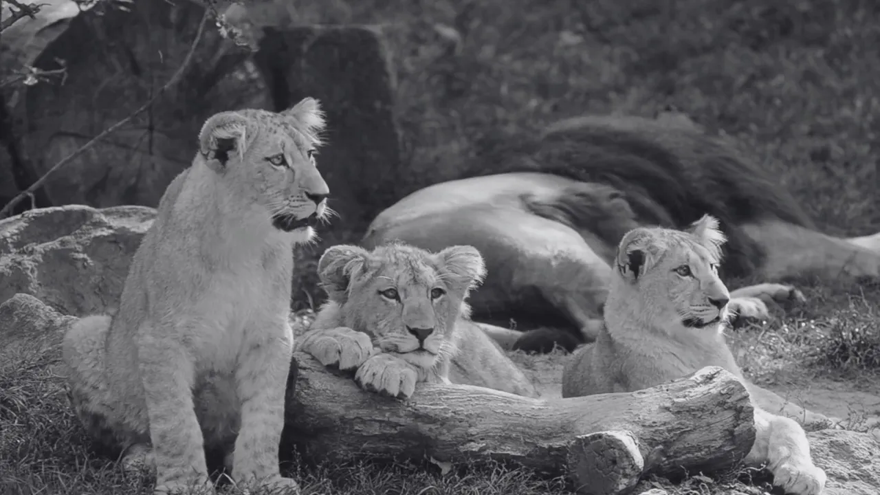 Vídeo de Giuseppe Sartoriale