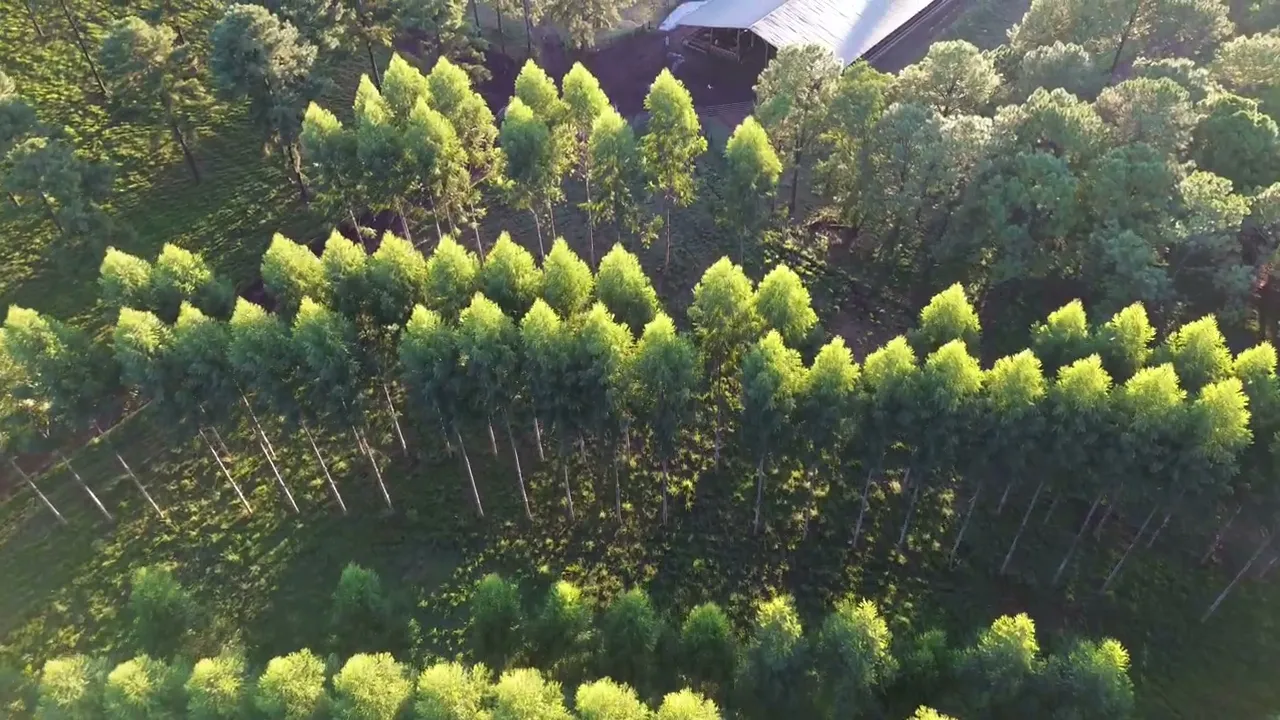 Video de Eduardo De Coulon