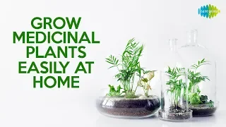 Grow medicinal plants easily at home | घर पर आसानी से उगाएं यह पौधे  | | Nani Maa Ke Nuske