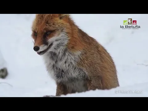 <span style="color:var(--accent)">Video:</span> Parco Nazionale d’Abruzzo, l’incanto della volpe Treorecchie: nuova superstar