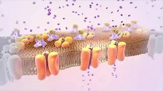 Understanding Type 2 Diabetes | Nucleus Health Understanding Type 2 Diabetes | Nucleus Health