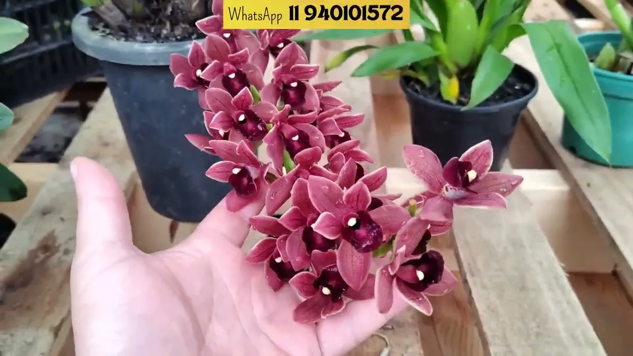 Vídeo de MAIS ORQUIDEAS