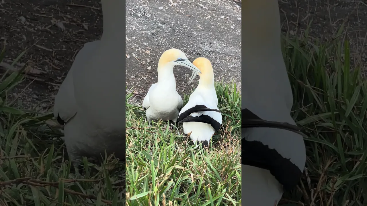 Love is in the air: Gannets Bonding at Muriwai Gannet Colony