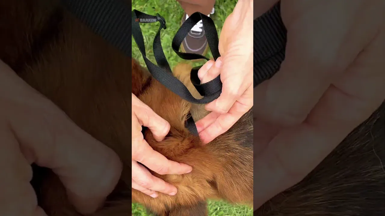 Vídeo de Equipamentos de adestramento e passeio de Cães Barkon Dog