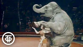 Слон танцует 