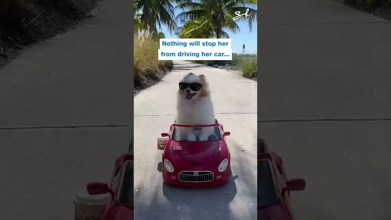 Koda The Therapy Dog Breaks The Internet 😍