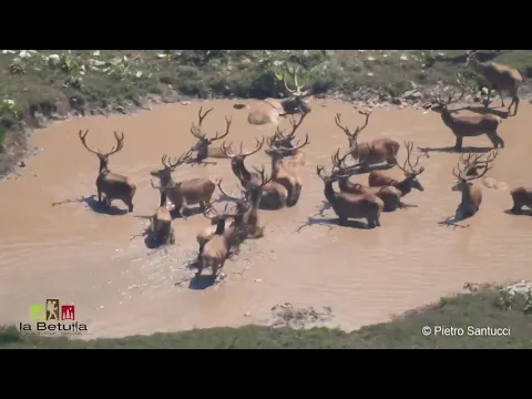 <span style="color:var(--accent)">Video:</span> Fa caldo anche in alta quota, cervi alla ricerca di refrigerio