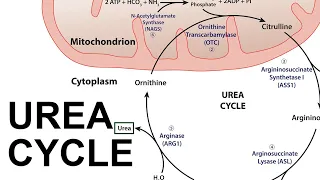 Urea Cycle