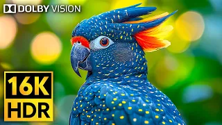 Incredible Wildlife in Stunning 16K HDR 120fps Dolby Vision