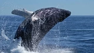 Dance of Whales : relax listening to those delightful ocean sounds