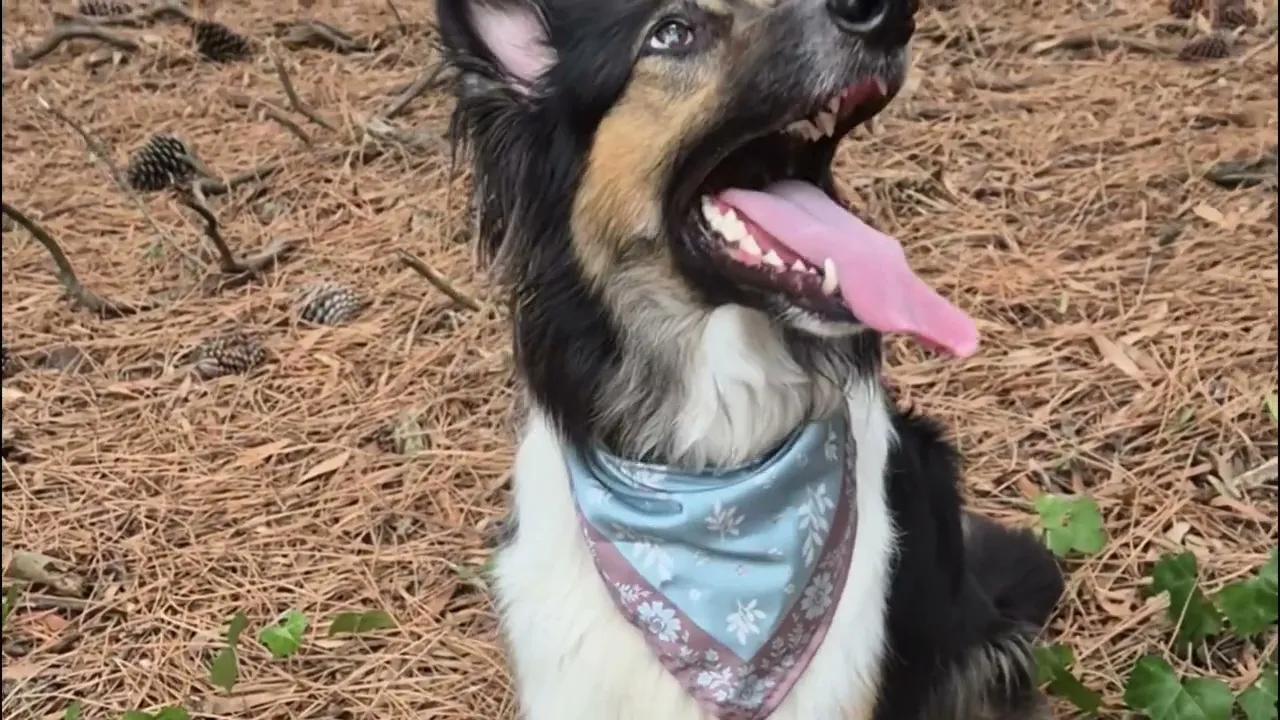 Video de Barcus Atelier