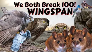Incredibly Close Game Decided By Predators: Wingspan Board Game Gameplay
