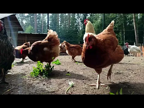 youtube-video-thumbnail