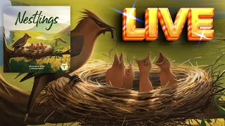 Nestlings Board Game Live Solo Playthrough