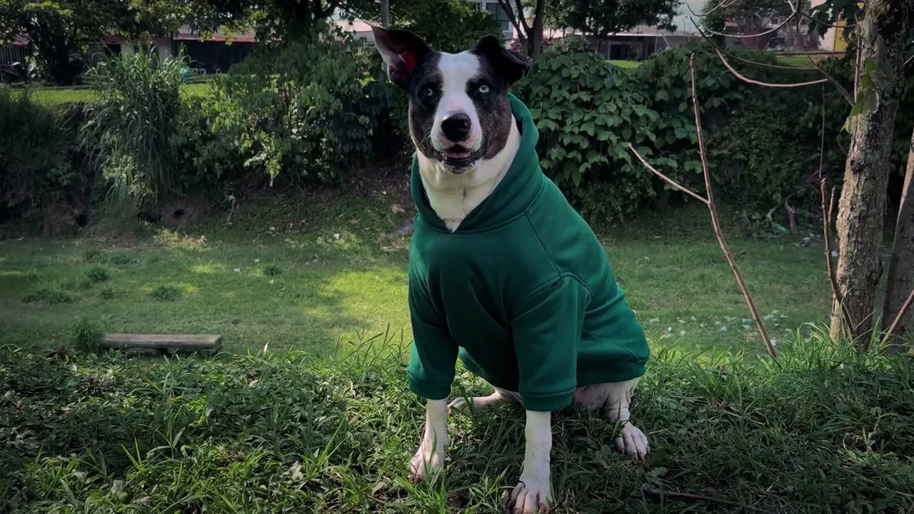 Video de moshshopcol