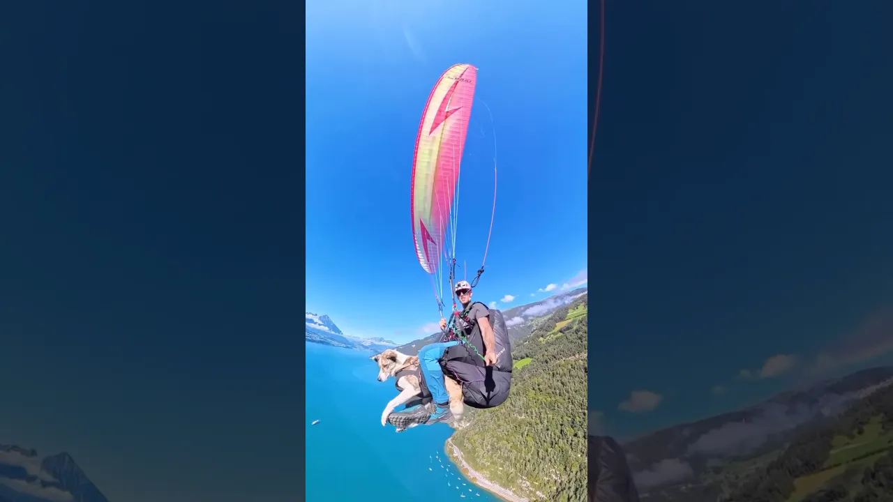 This dog takes adventure to new heights... literally! 🐶 #dogs #paragliding #cute