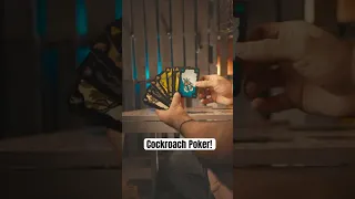 Let’s play some cockroach poker! #boardgame