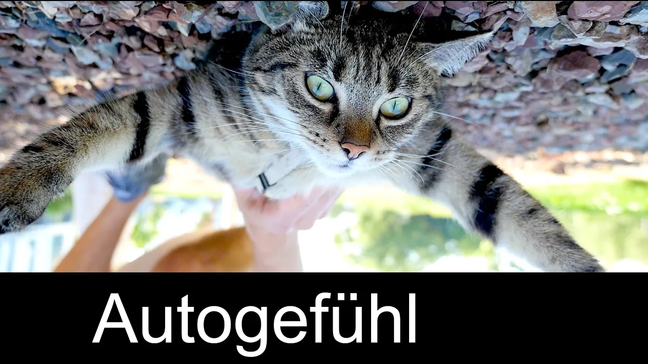 Why leather seats in a car are a bad idea - explained with my cat!