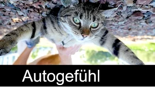 Why leather seats in a car are a bad idea - explained with my cat!