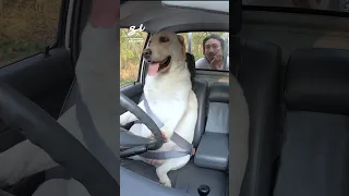 These two are the most pawfect passengers ever! 🥺🐶 I 🎥: IG - @artwood.ig #dogs #car #cute