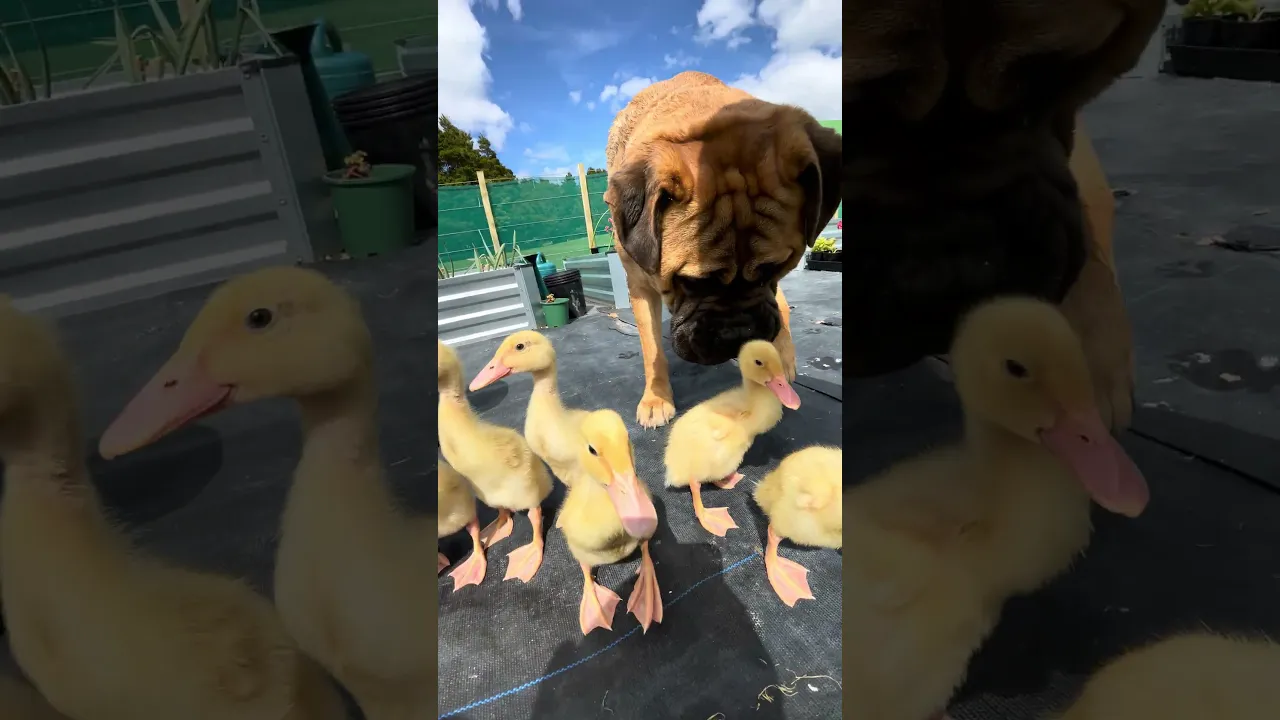 "Adorable Bond: Maia Meets Indian Runner Ducklings! 🐕🦆"
