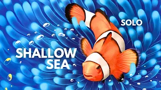 Shallow Sea | Solo Board Game Tutorial and Playthrough (Review copy provided)