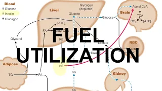Metabolic Fuel & Starvation