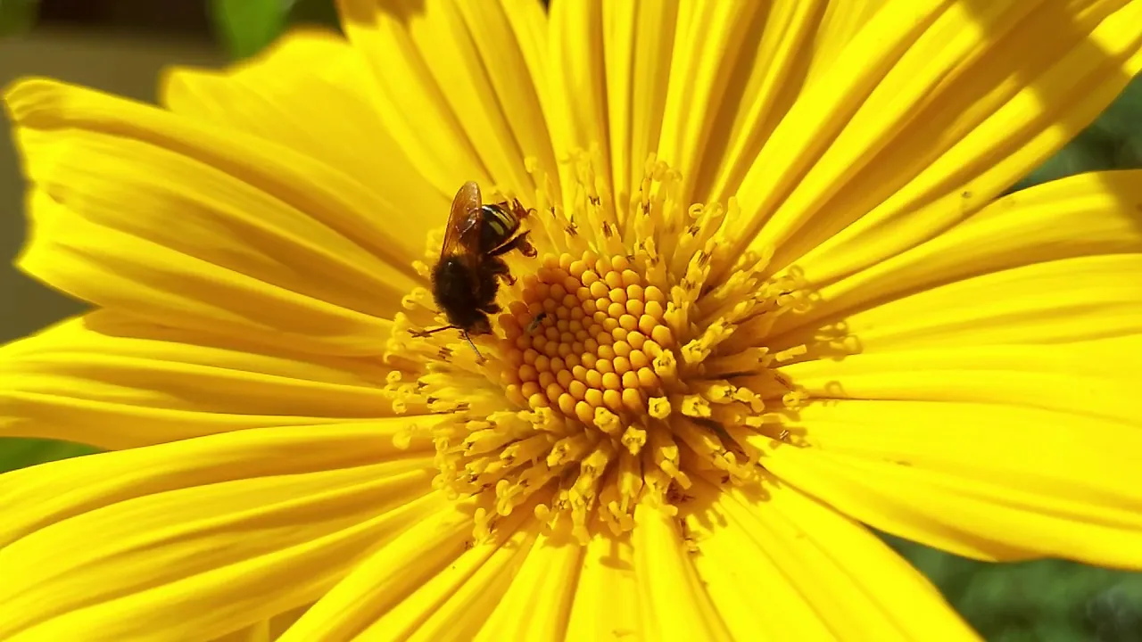 Vídeo de Heborá e Casa Melí