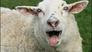 sheep baaing sound effect |sheep baaing
