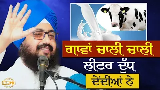 The Cows Give Forty Litres of Milk