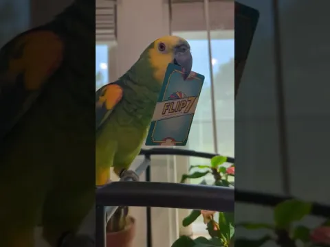 Flip 7 board game even the pets approve